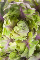 Brassica oleracea var. gemmifera 'Flower Sprout' - Rosenkohl 'Flower Sprout' Brassica oleracea var. gemmifera 'Flower Sprout' - Rosenkohl 'Flower Sprout'