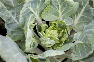 Brassica oleracea var. gemmifera 'Hilds Ideal' - Rosenkohl 'Hilds Ideal' Brassica oleracea var. gemmifera 'Hilds Ideal' - Rosenkohl 'Hilds Ideal'