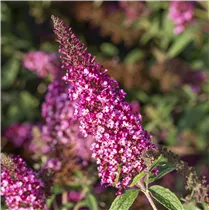 Buddleja davidii BUZZ™ 'Velvet'(s) - Schmetterlingsflieder BUZZ™ 'Velvet'(s)
