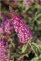 Buddleja davidii BUZZ™ 'Velvet'(s) - Schmetterlingsflieder BUZZ™ 'Velvet'(s)