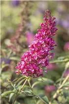 Buddleja davidii BUZZ™ 'Velvet'(s) - Schmetterlingsflieder BUZZ™ 'Velvet'(s)