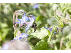 Borago officinalis - Borretsch Borago officinalis - Borretsch
