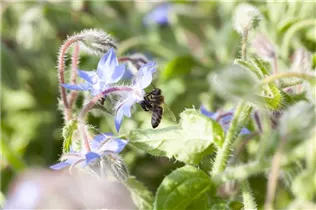 Borago officinalis - Borretsch Borago officinalis - Borretsch