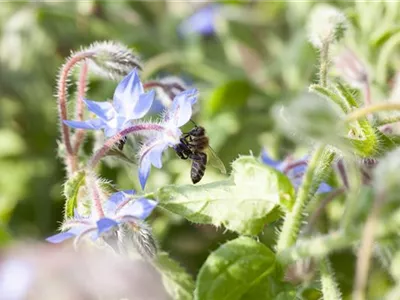 Borago officinalis - Borretsch Borago officinalis - Borretsch