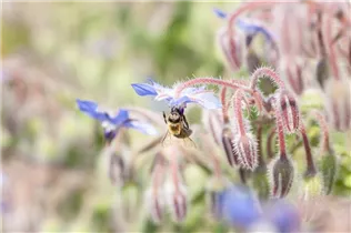 Borago officinalis - Borretsch Borago officinalis - Borretsch