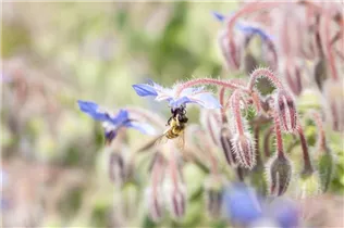 Borago officinalis - Borretsch Borago officinalis - Borretsch