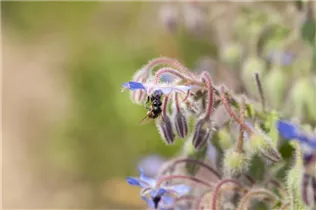 Borago officinalis - Borretsch Borago officinalis - Borretsch