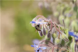 Borago officinalis - Borretsch Borago officinalis - Borretsch