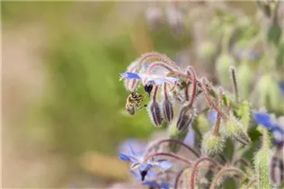 Borago officinalis - Borretsch Borago officinalis - Borretsch