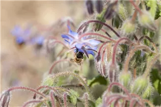 Borago officinalis - Borretsch Borago officinalis - Borretsch