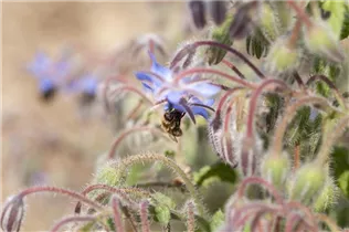 Borago officinalis - Borretsch Borago officinalis - Borretsch