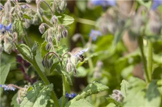 Borago officinalis - Borretsch Borago officinalis - Borretsch