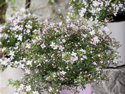 Boronia anemonifolia - Anemonenblättrige Korallenraute Boronia anemonifolia - Anemonenblättrige Korallenraute