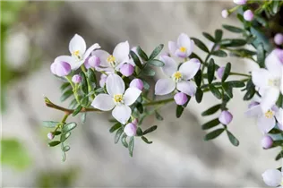 Boronia anemonifolia - Anemonenblättrige Korallenraute Boronia anemonifolia - Anemonenblättrige Korallenraute