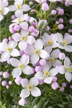 Boronia anemonifolia - Anemonenblättrige Korallenraute Boronia anemonifolia - Anemonenblättrige Korallenraute