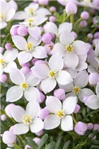 Boronia anemonifolia - Anemonenblättrige Korallenraute Boronia anemonifolia - Anemonenblättrige Korallenraute