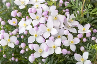 Boronia anemonifolia - Anemonenblättrige Korallenraute Boronia anemonifolia - Anemonenblättrige Korallenraute
