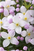 Boronia anemonifolia - Anemonenblättrige Korallenraute Boronia anemonifolia - Anemonenblättrige Korallenraute
