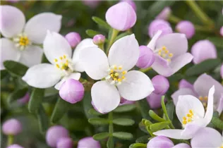 Boronia anemonifolia - Anemonenblättrige Korallenraute Boronia anemonifolia - Anemonenblättrige Korallenraute