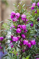 Boronia heterophylla - Duftglöckchen Boronia heterophylla - Duftglöckchen