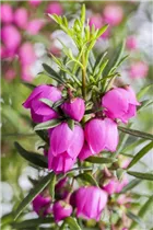 Boronia heterophylla - Duftglöckchen Boronia heterophylla - Duftglöckchen
