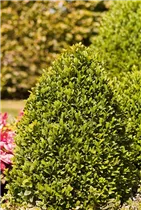 Buxus sempervirens var. arborescens - Hoher Buchsbaum