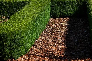Buxus sempervirens var. arborescens - Hoher Buchsbaum