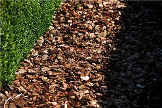 Buxus sempervirens var. arborescens - Hoher Buchsbaum