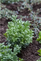 Buxus sempervirens var. arborescens - Hoher Buchsbaum