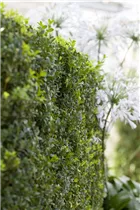 Buxus sempervirens var. arborescens - Hoher Buchsbaum