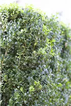 Buxus sempervirens var. arborescens - Hoher Buchsbaum