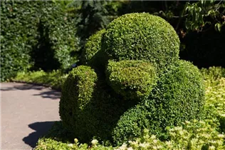 Buxus sempervirens var. arborescens - Hoher Buchsbaum