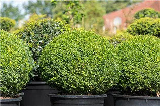 Buxus sempervirens var. arborescens, Kugel - Buchsbaum Buxus sempervirens var. arborescens, Kugel - Buchsbaum