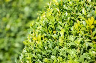 Buxus sempervirens var. arborescens, Kugel - Buchsbaum Buxus sempervirens var. arborescens, Kugel - Buchsbaum