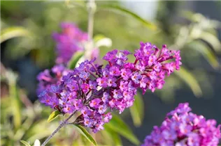 Buddleja davidii 'Nanho Purple' - Sommerflieder 'Nanho Purple'