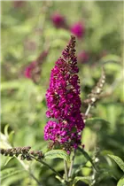 Buddleja davidii 'Nanho Purple' - Sommerflieder 'Nanho Purple'