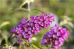 Buddleja davidii 'Nanho Purple' - Sommerflieder 'Nanho Purple'