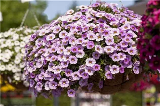 Calibrachoa 'Aloha Classic' - Calibrachoa 'Aloha Classic'