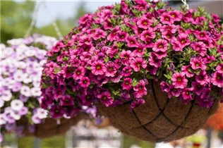Calibrachoa 'Aloha Classic' - Calibrachoa 'Aloha Classic'