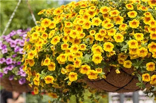 Calibrachoa 'Aloha Classic' - Calibrachoa 'Aloha Classic'