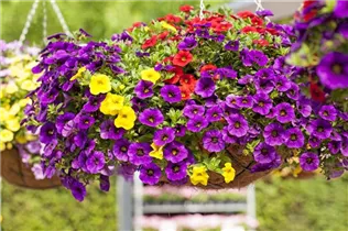 Calibrachoa 'Aloha Kona'® - Zaubreglöckchen 'Aloha Kona'®