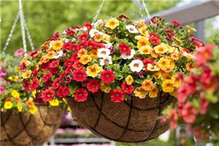 Calibrachoa 'Aloha Kona'® - Zaubreglöckchen 'Aloha Kona'®