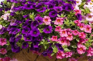 Calibrachoa 'Aloha Kona'® - Zaubreglöckchen 'Aloha Kona'®