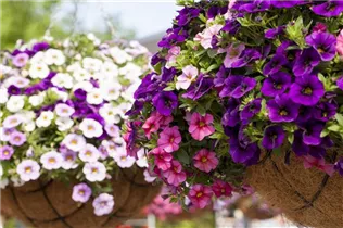 Calibrachoa 'Aloha Kona'® - Zaubreglöckchen 'Aloha Kona'®