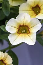 Calibrachoa Calimero® - Calibrachoa Calimero®