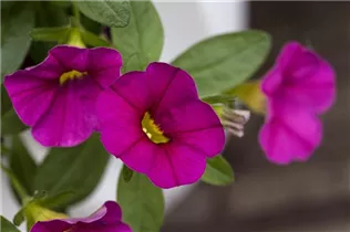 Calibrachoa Calimero® - Calibrachoa Calimero®