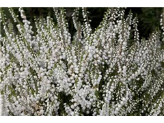 Calluna vulgaris 'Elegantissima' - Besenheide 'Elegantissima' Calluna vulgaris 'Elegantissima' - Besenheide 'Elegantissima'