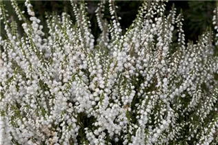 Calluna vulgaris 'Elegantissima' - Besenheide 'Elegantissima' Calluna vulgaris 'Elegantissima' - Besenheide 'Elegantissima'