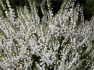 Calluna vulgaris 'Elegantissima' - Besenheide 'Elegantissima' Calluna vulgaris 'Elegantissima' - Besenheide 'Elegantissima'
