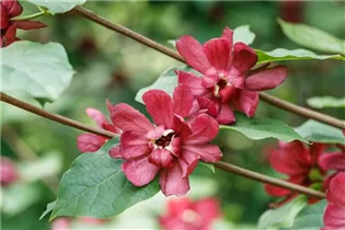 Calycanthus x raulstonii - Gewürzstrauch